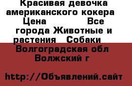 Красивая девочка американского кокера › Цена ­ 35 000 - Все города Животные и растения » Собаки   . Волгоградская обл.,Волжский г.
